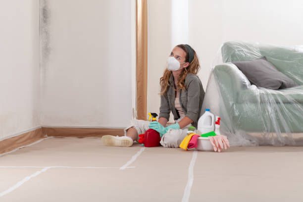Reliable Basement Mold Removal contractor in Greenville, NC by Cheap Mold Removal
