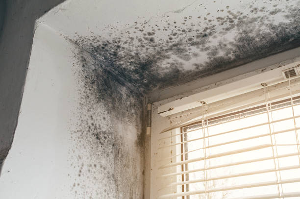 Affordable Basement Mold Removal solutions in Greenville, NC