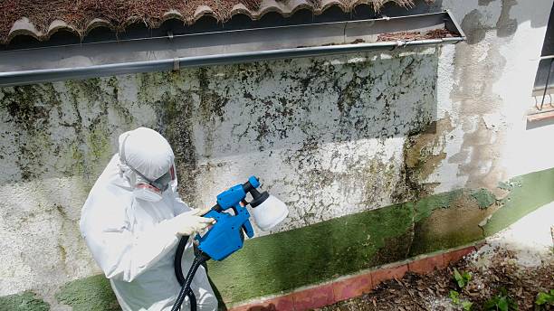 Top rated local Basement Mold Removal specialists in Greenville, NC